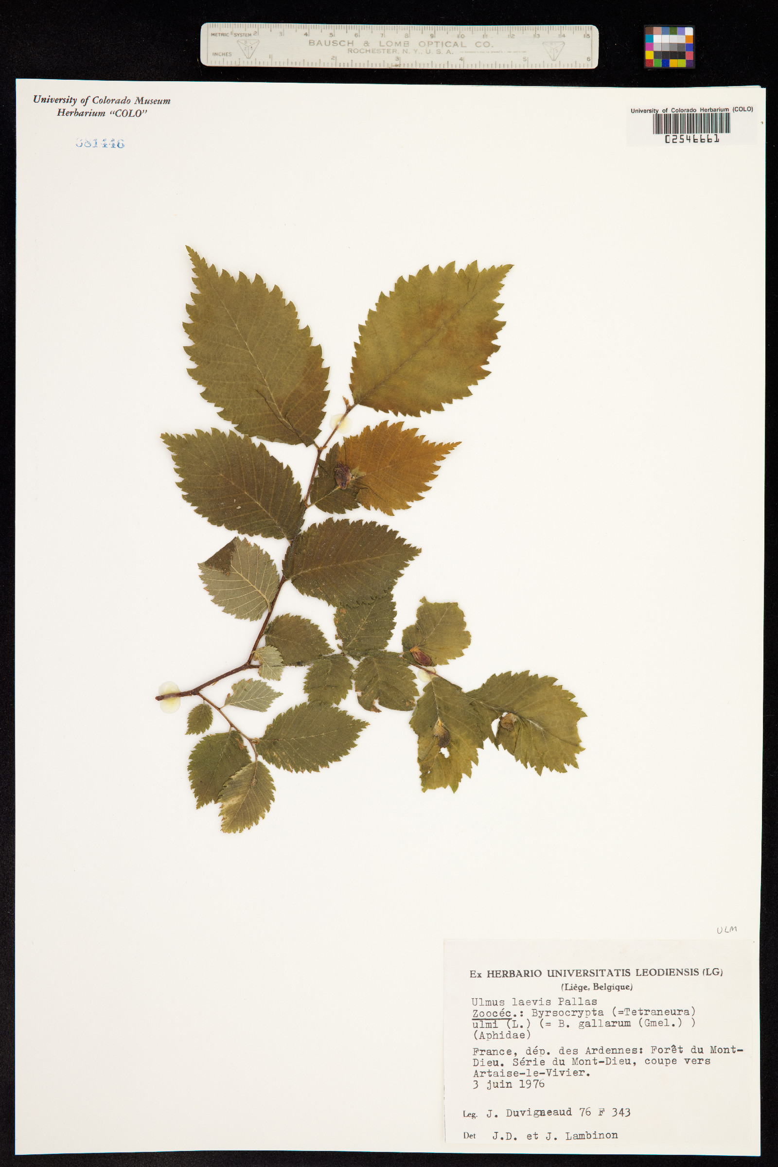 Ulmus laevis image