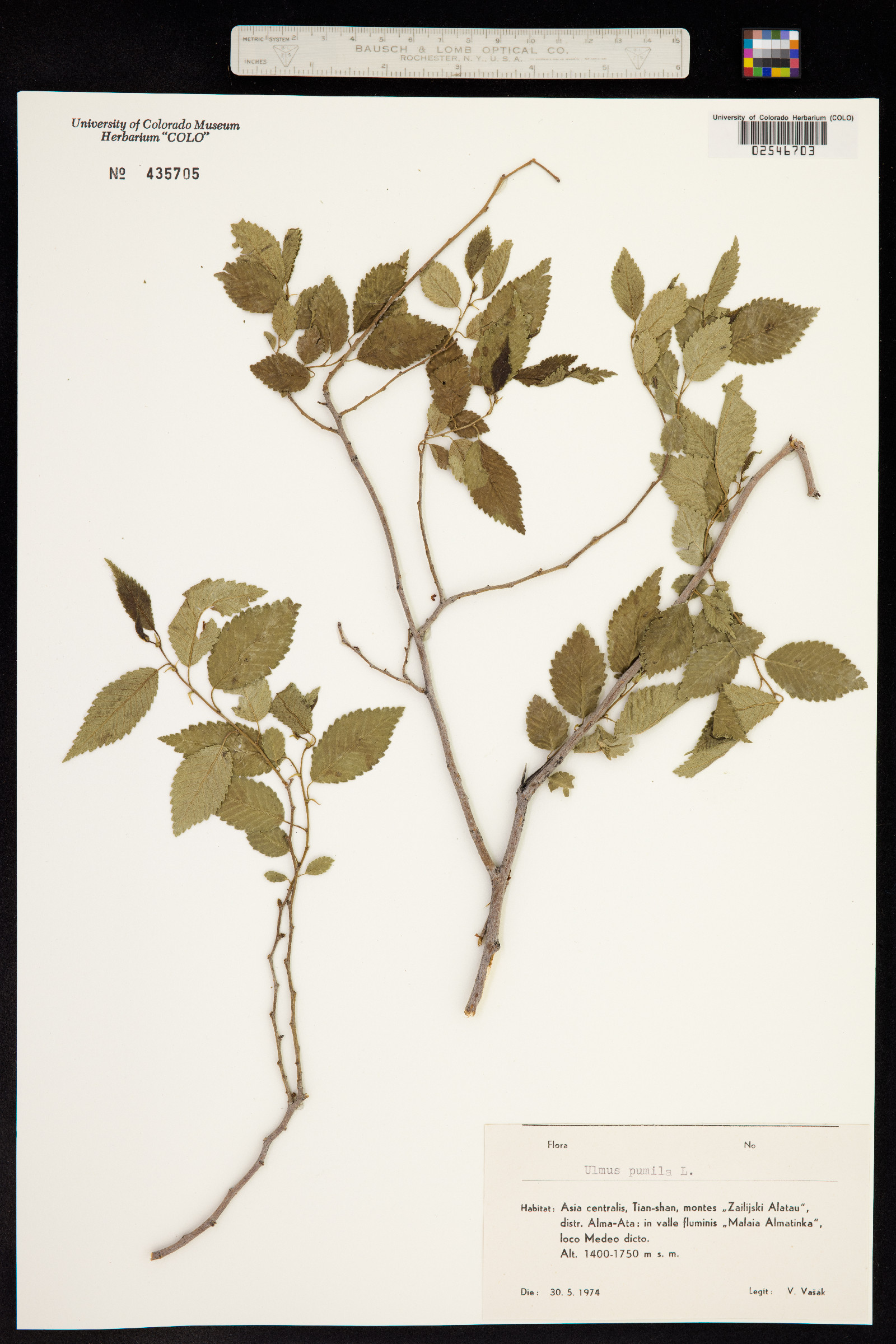 Ulmus pumila image