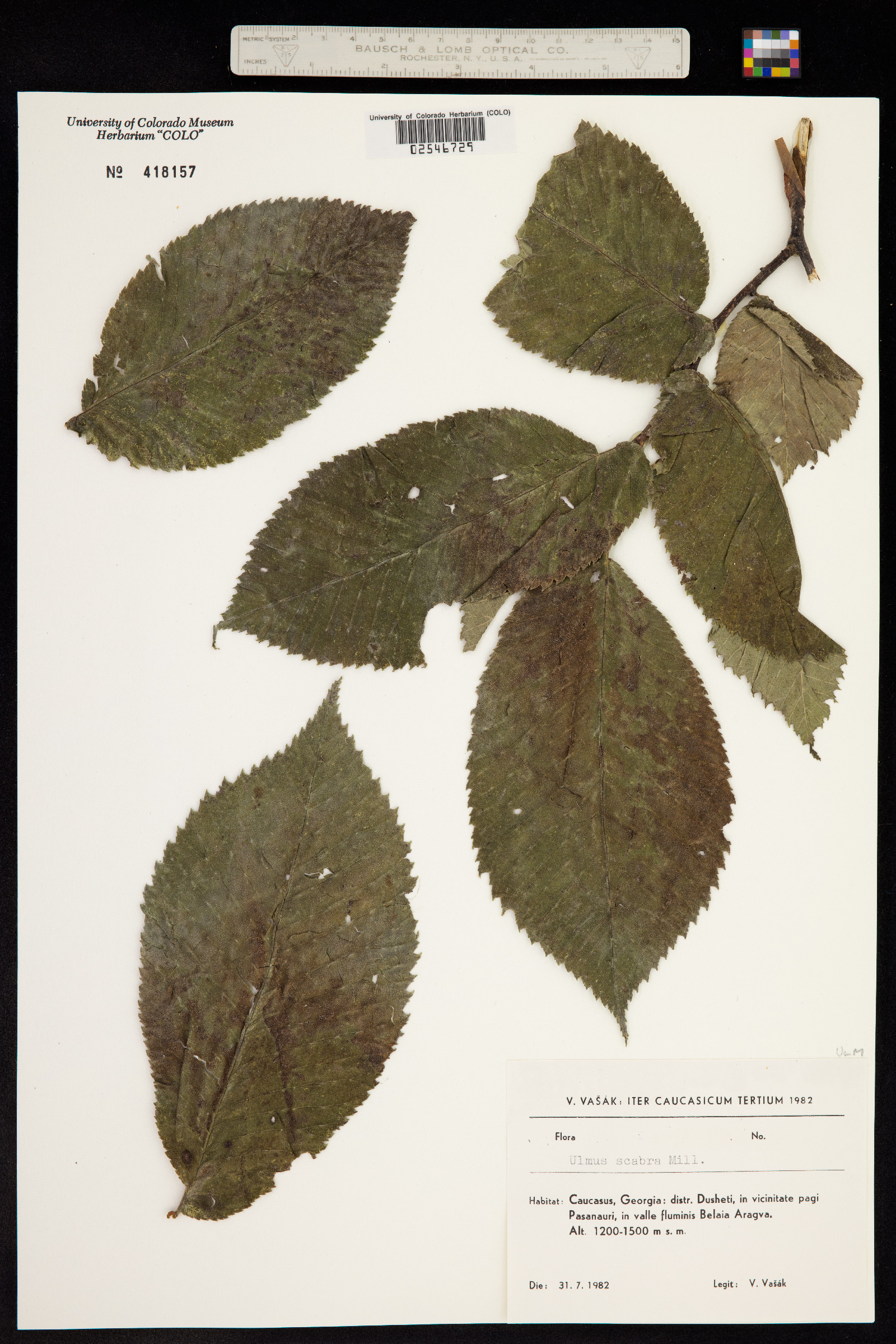 Ulmus scabra image