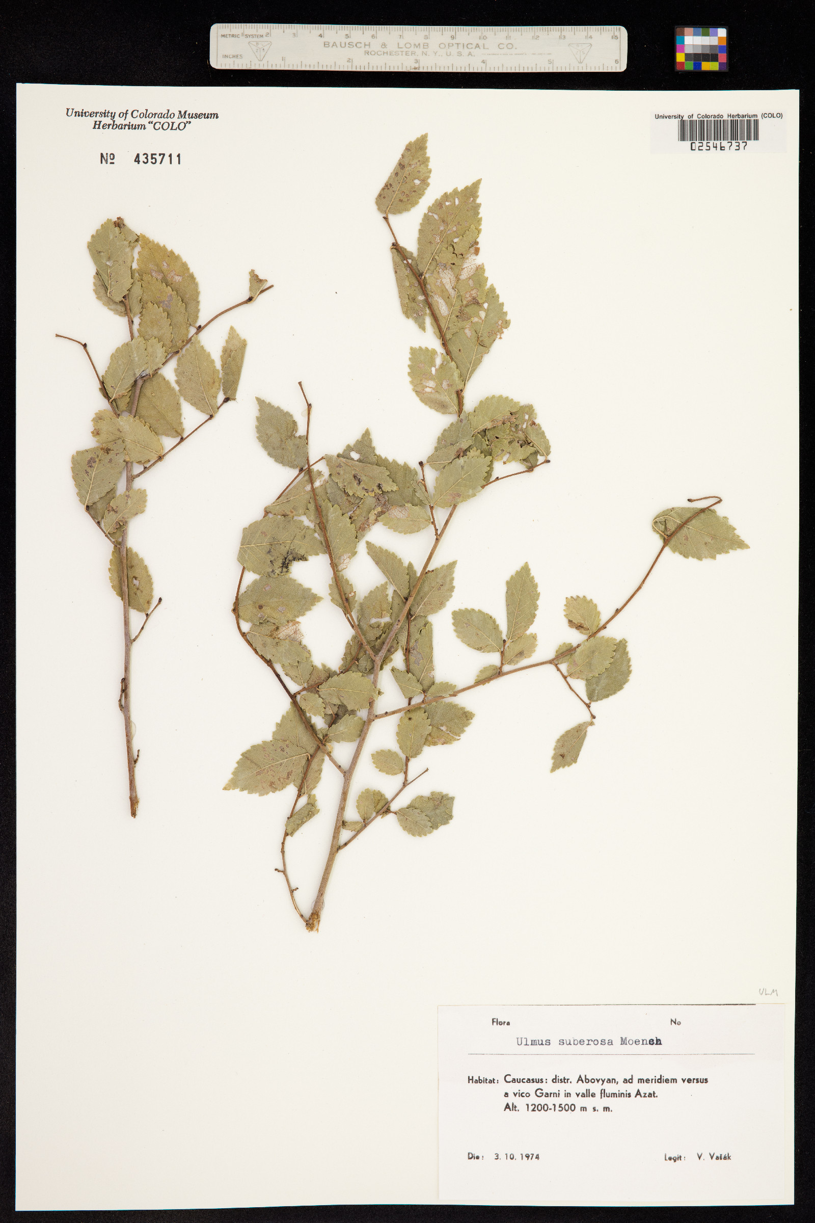 Ulmus scabra image