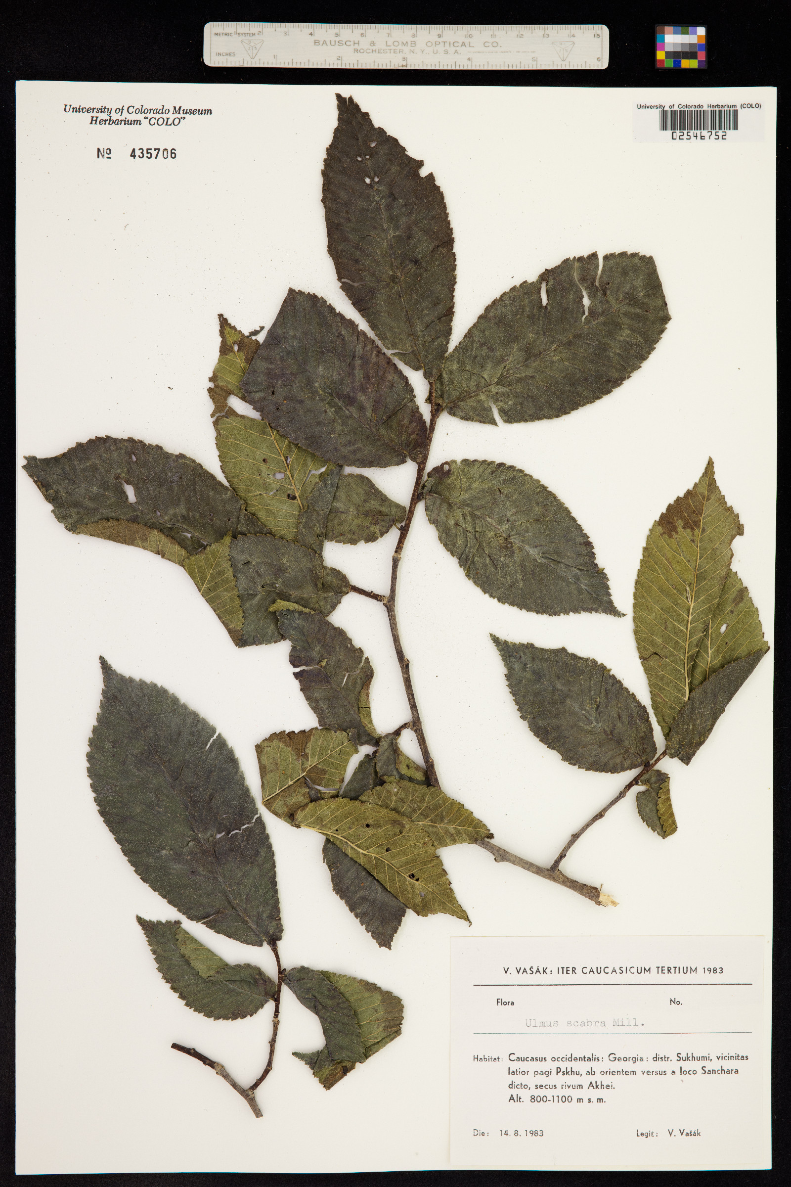 Ulmus scabra image