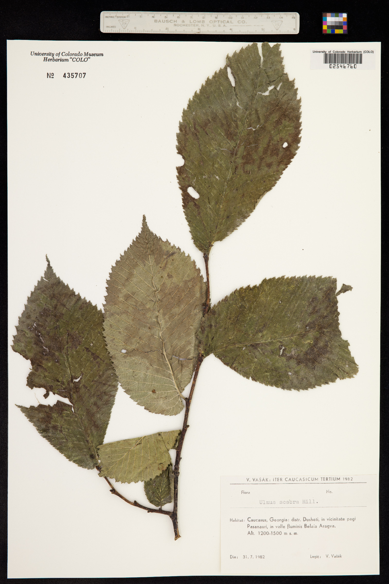 Ulmus scabra image