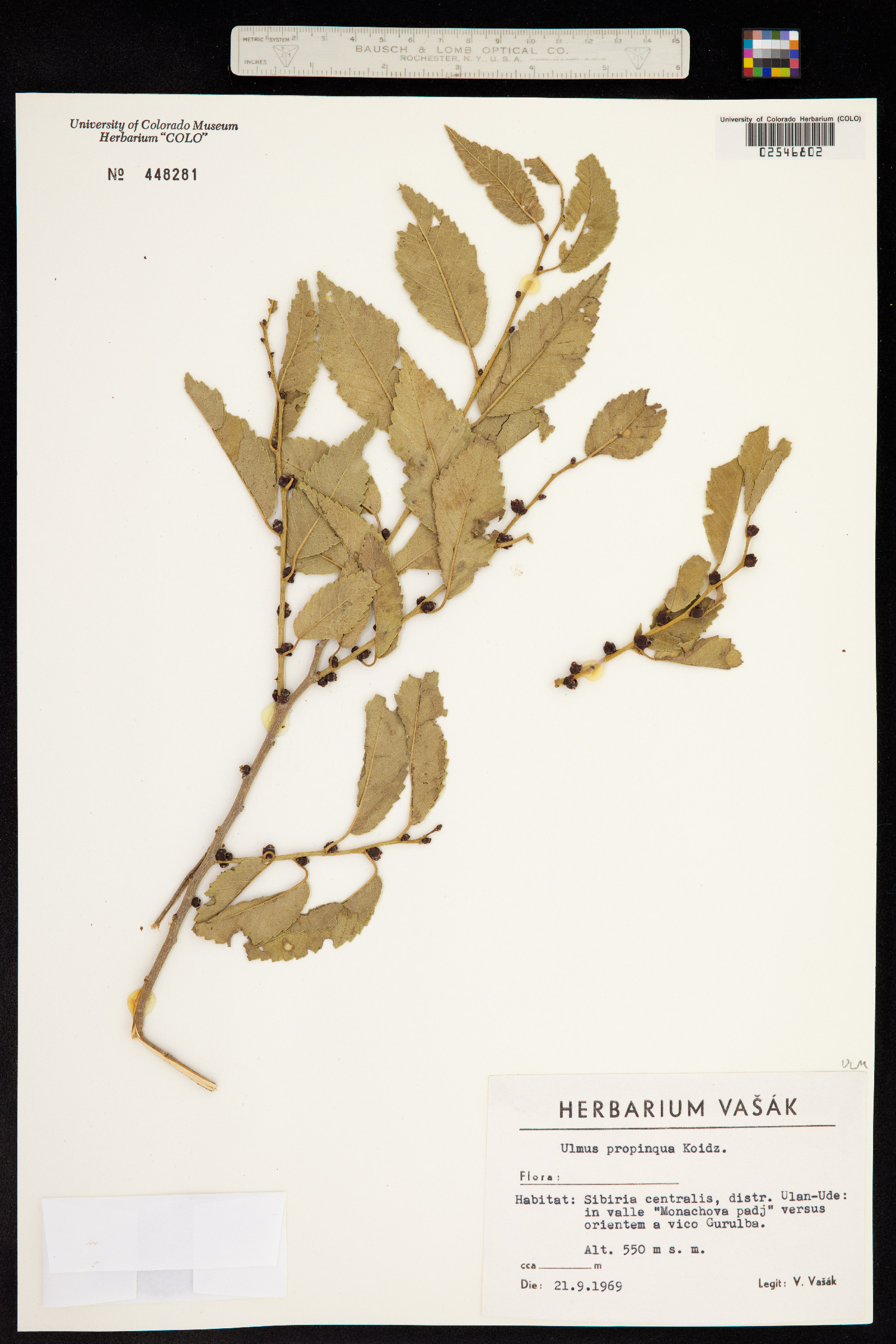 Ulmus davidiana image