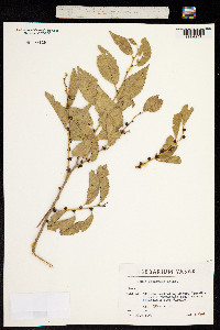 Ulmus davidiana var. japonica image