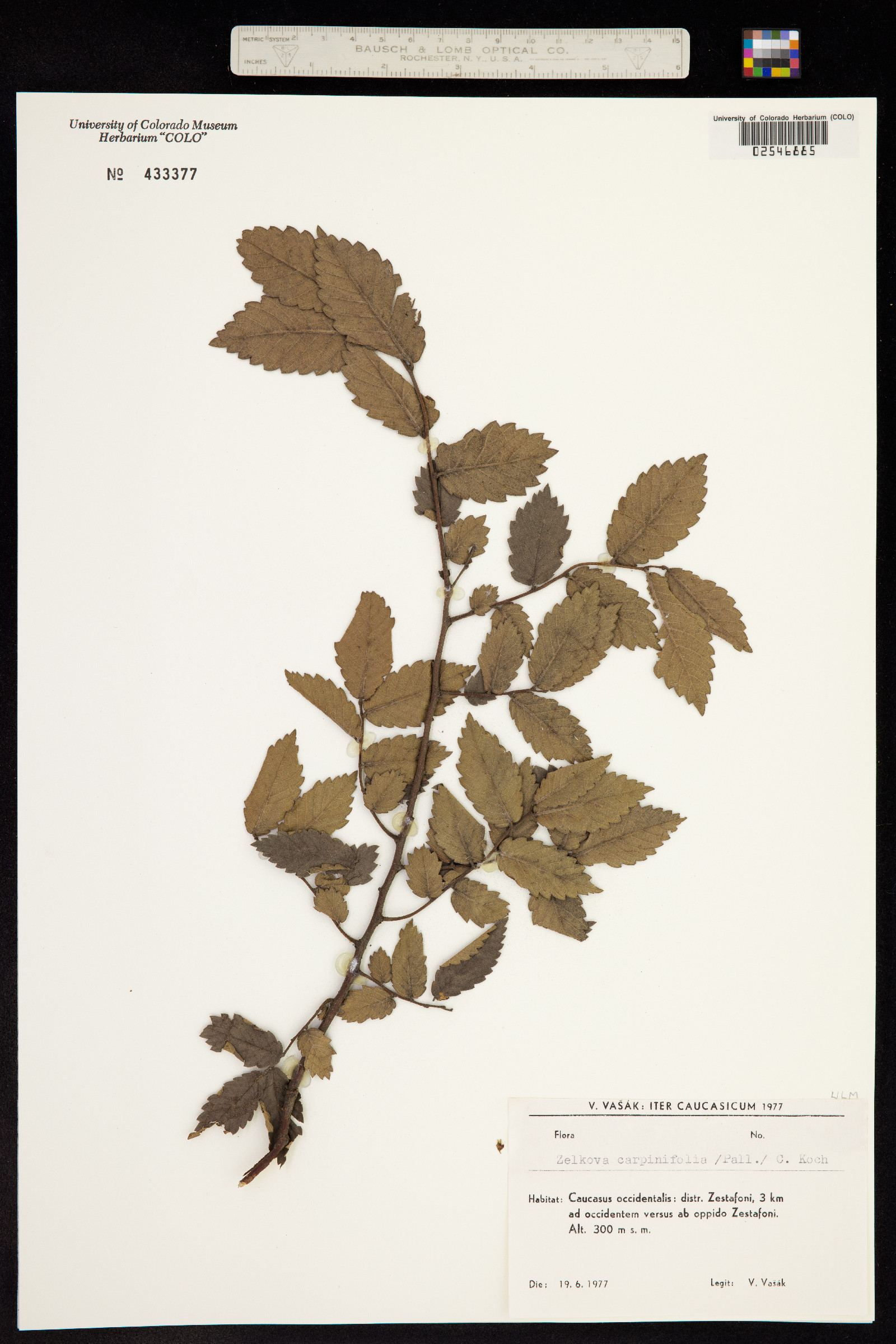 Zelkova carpinifolia image