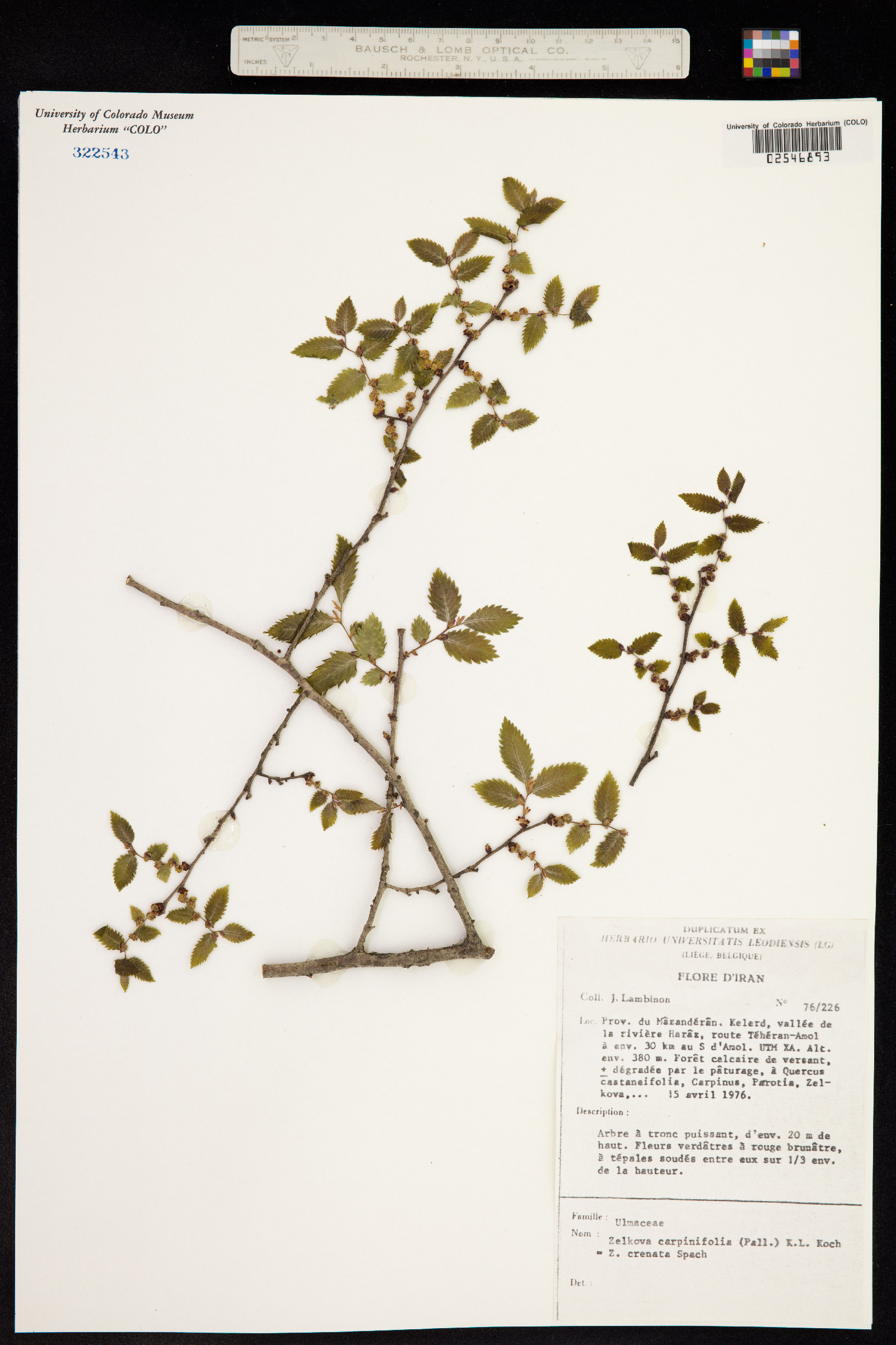 Zelkova carpinifolia image