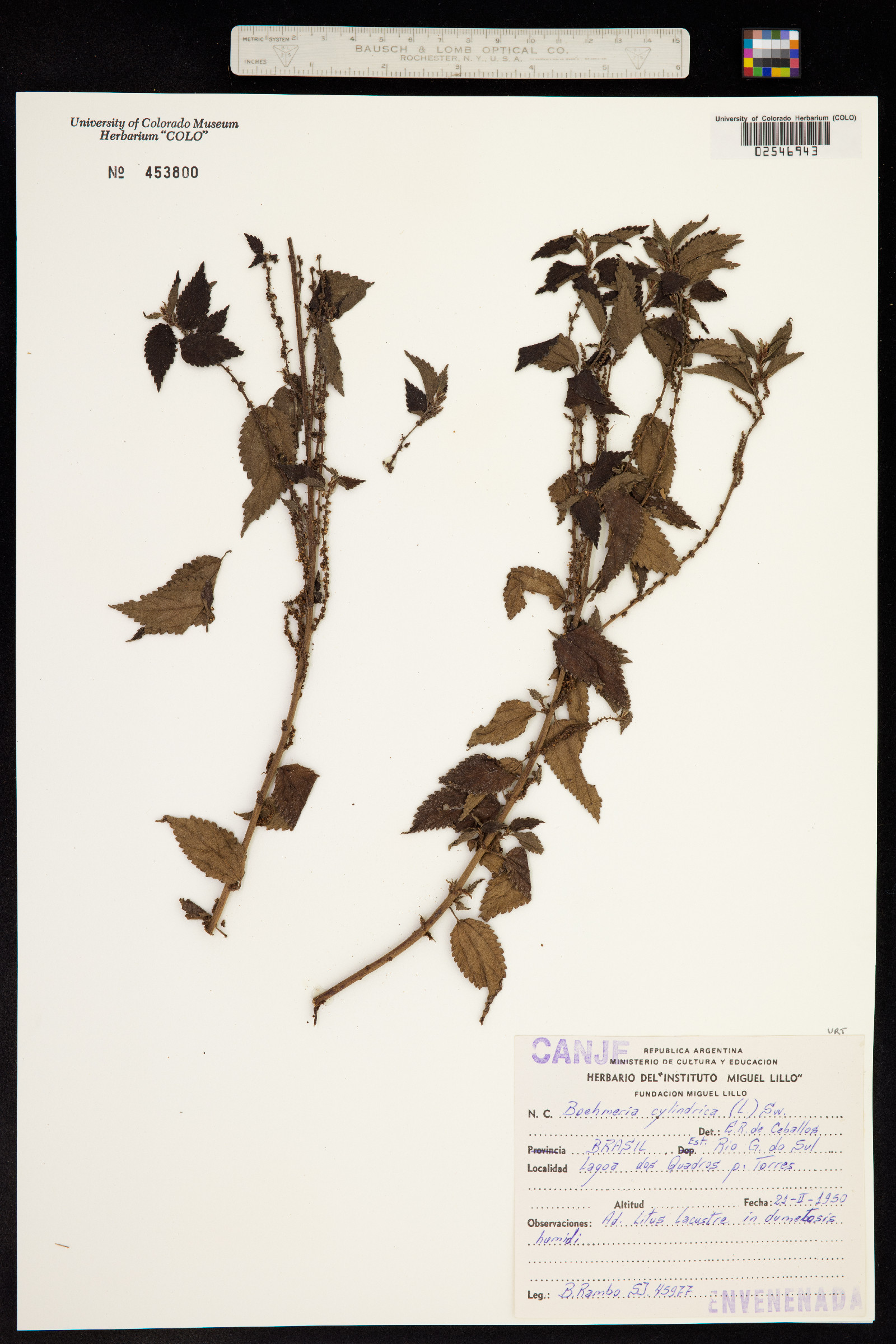 Boehmeria cylindrica image
