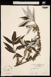 Debregeasia longifolia image
