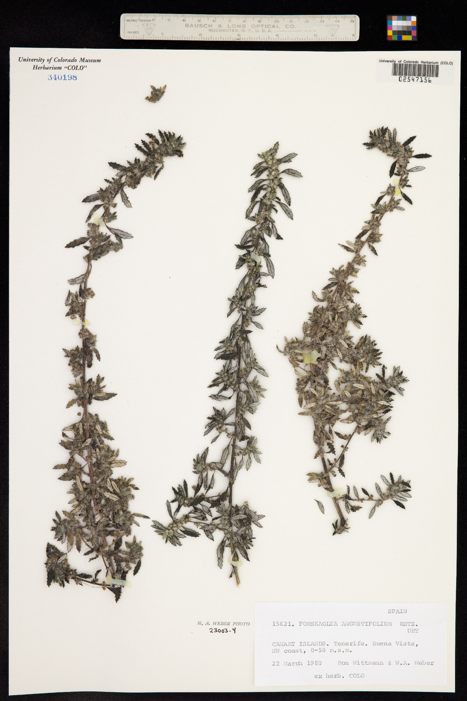 Forsskaolea angustifolia image