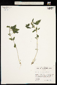 Image of Hesperocnide sandwicensis