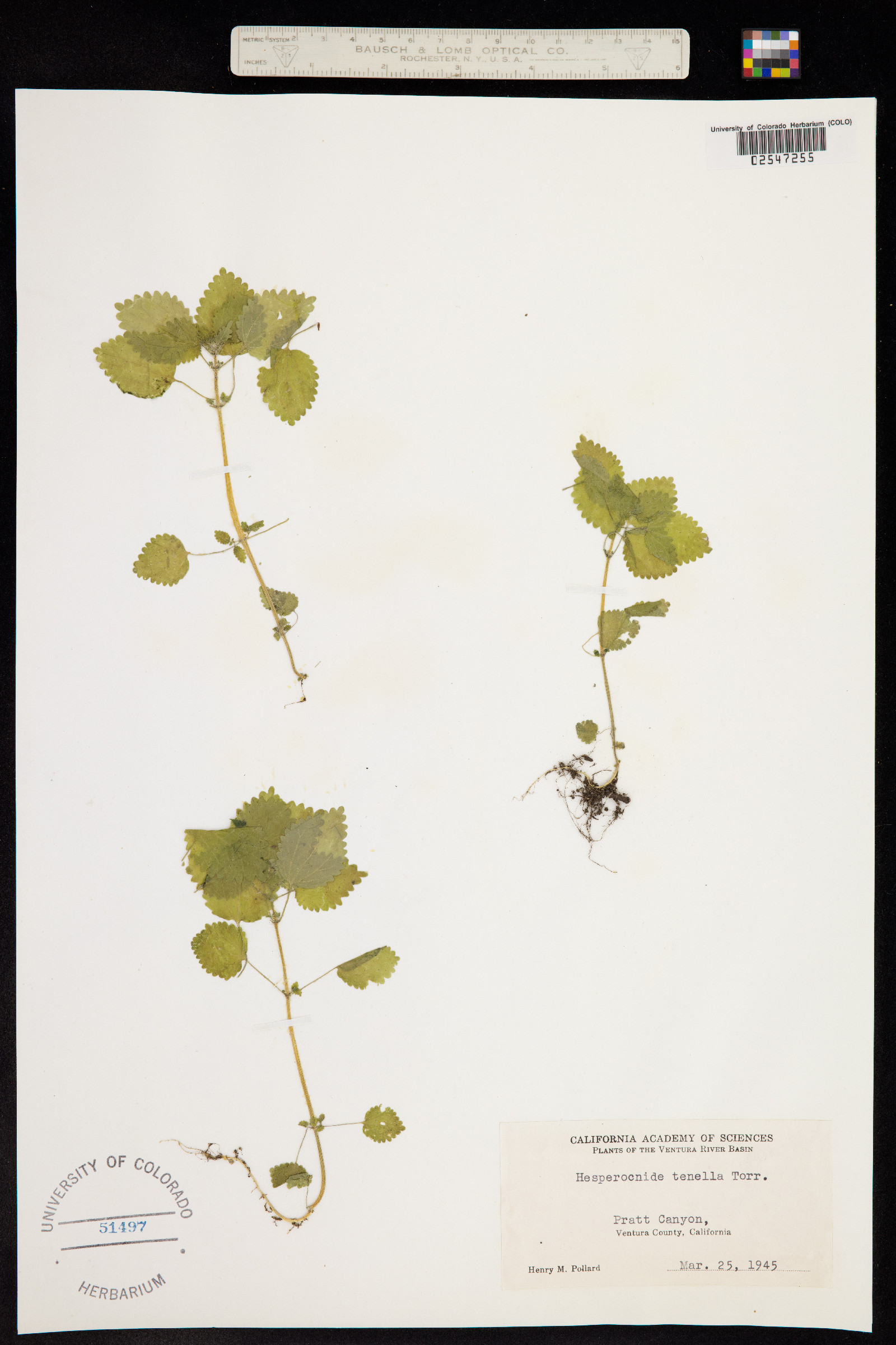 Hesperocnide tenella image