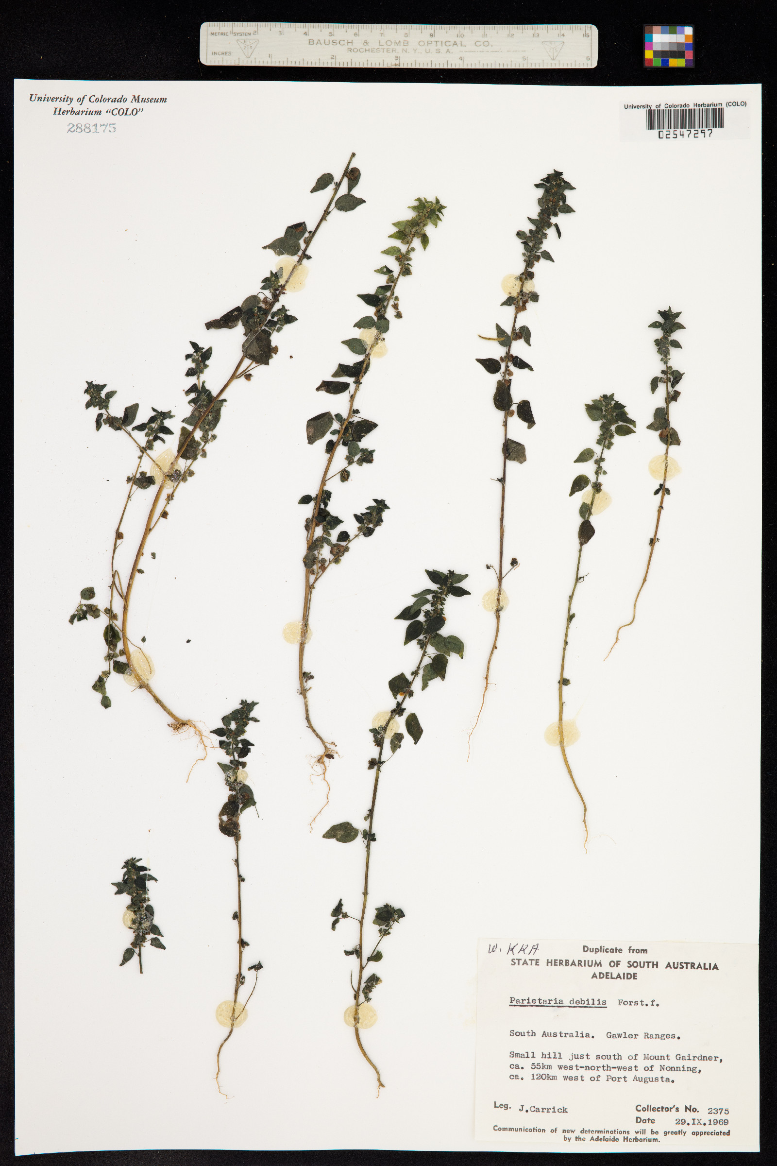 Parietaria floridana image