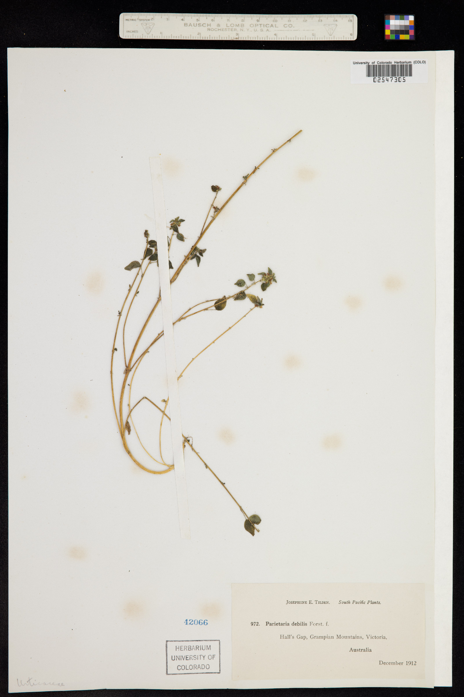 Parietaria floridana image