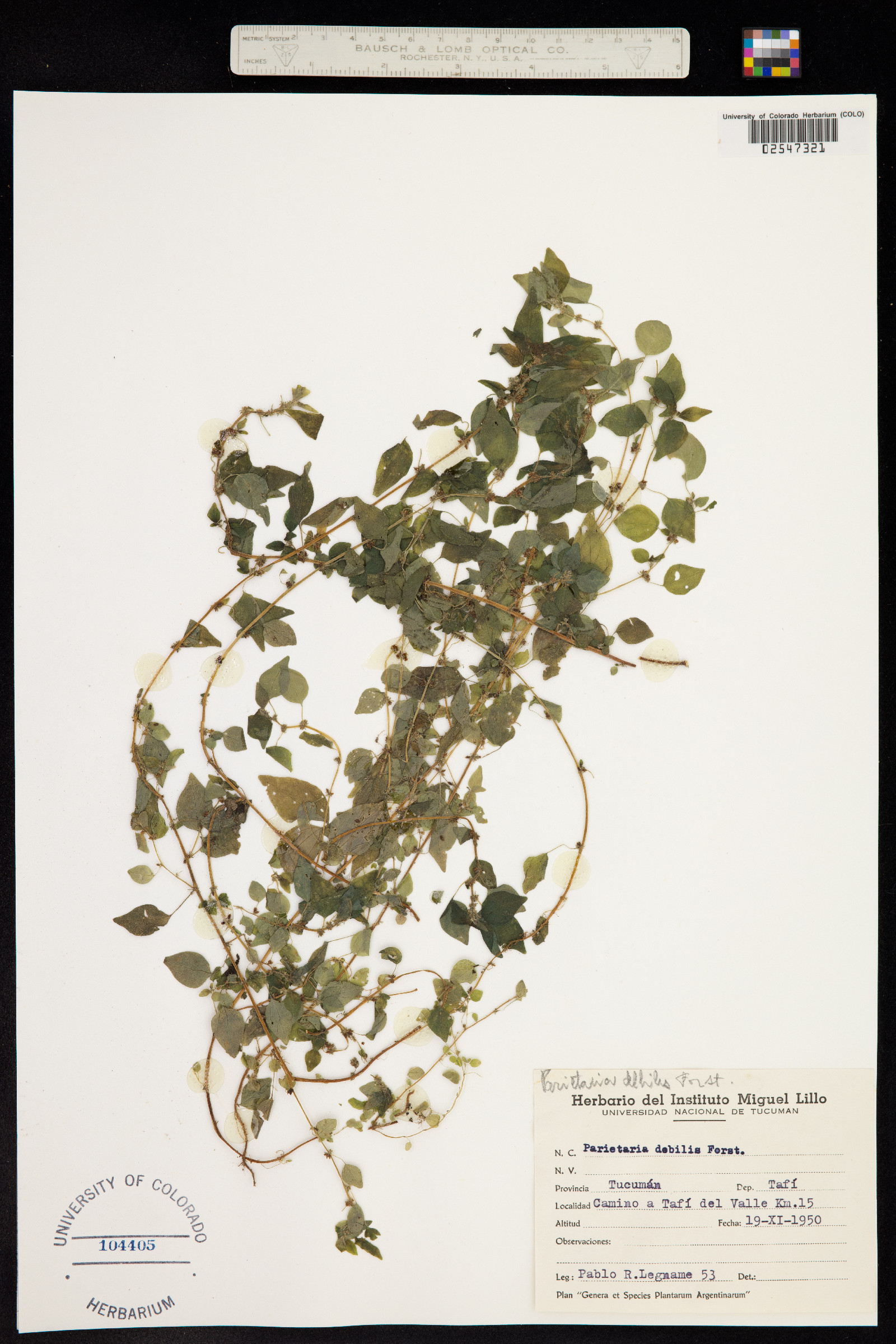 Parietaria floridana image