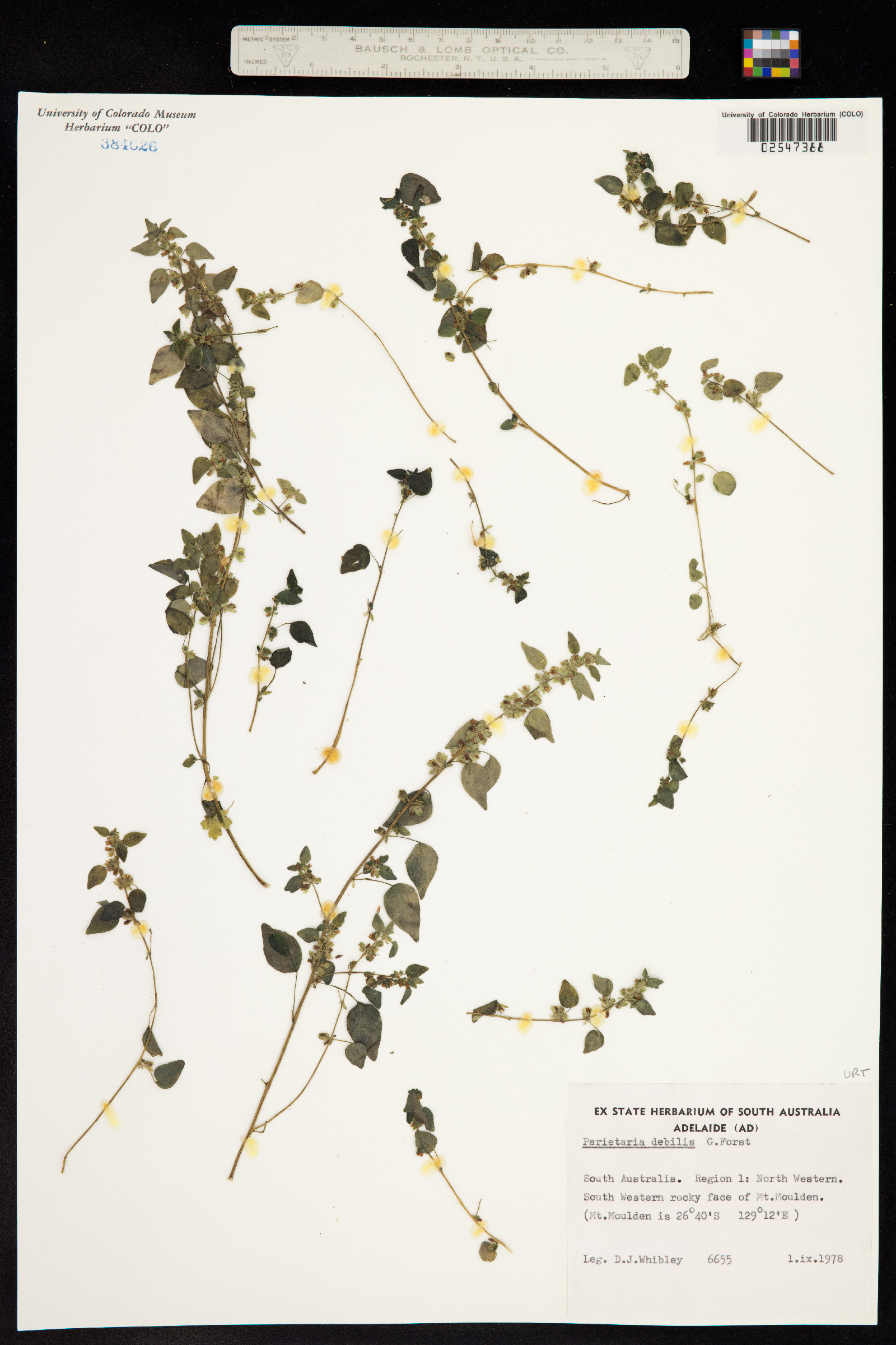 Parietaria floridana image