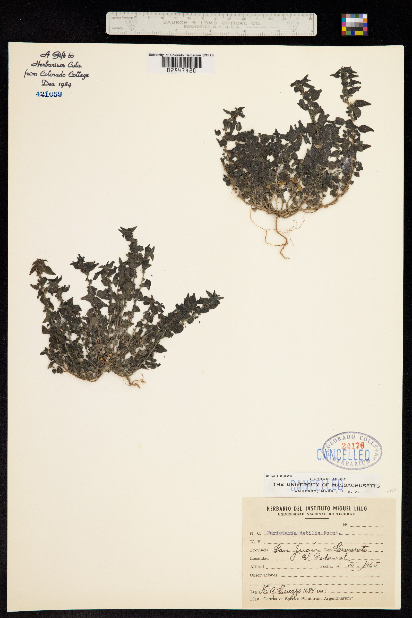 Parietaria image