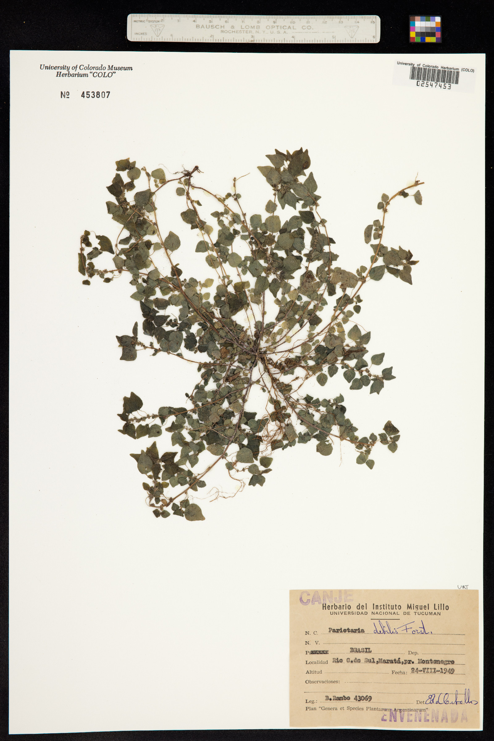 Parietaria floridana image