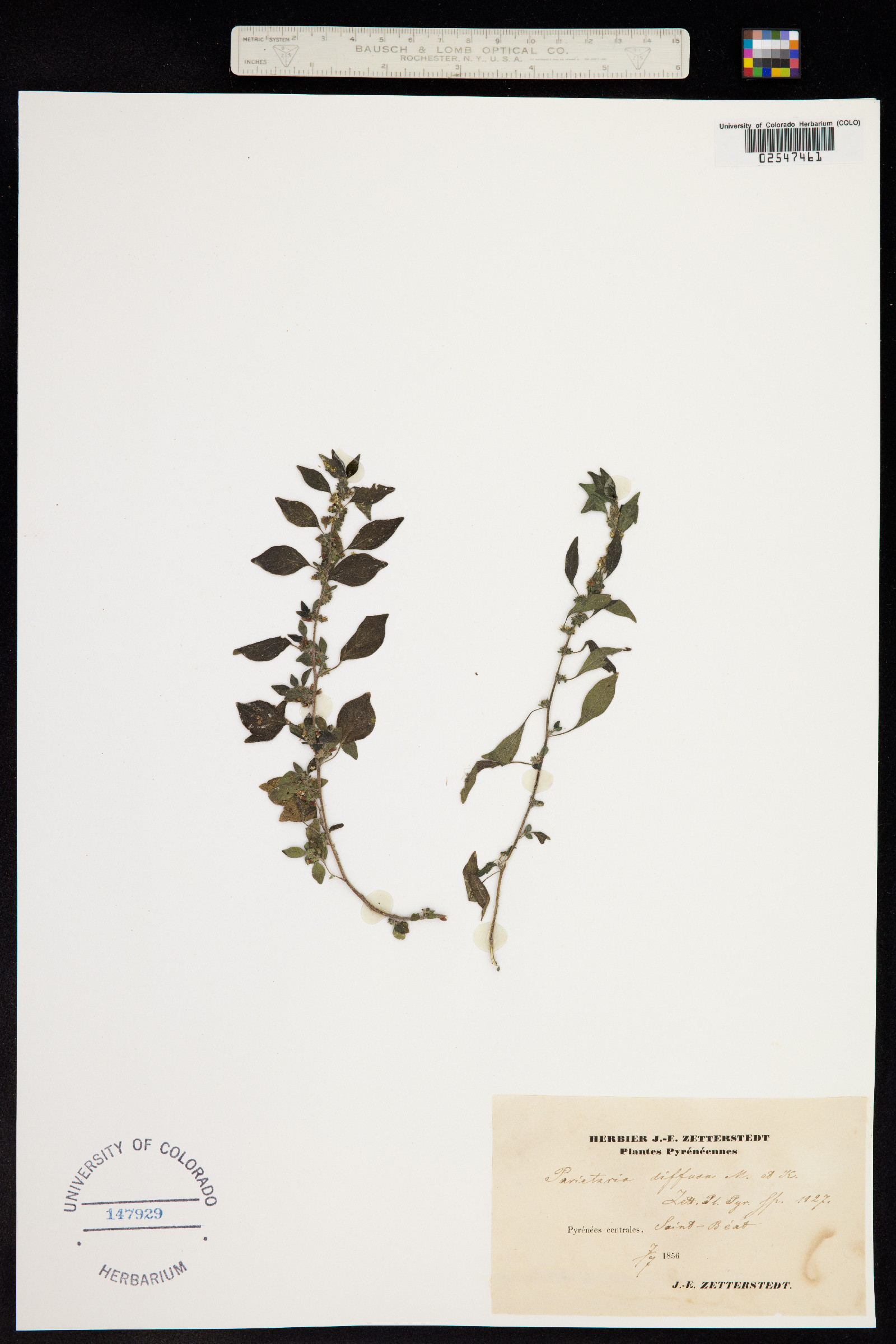 Parietaria judaica image