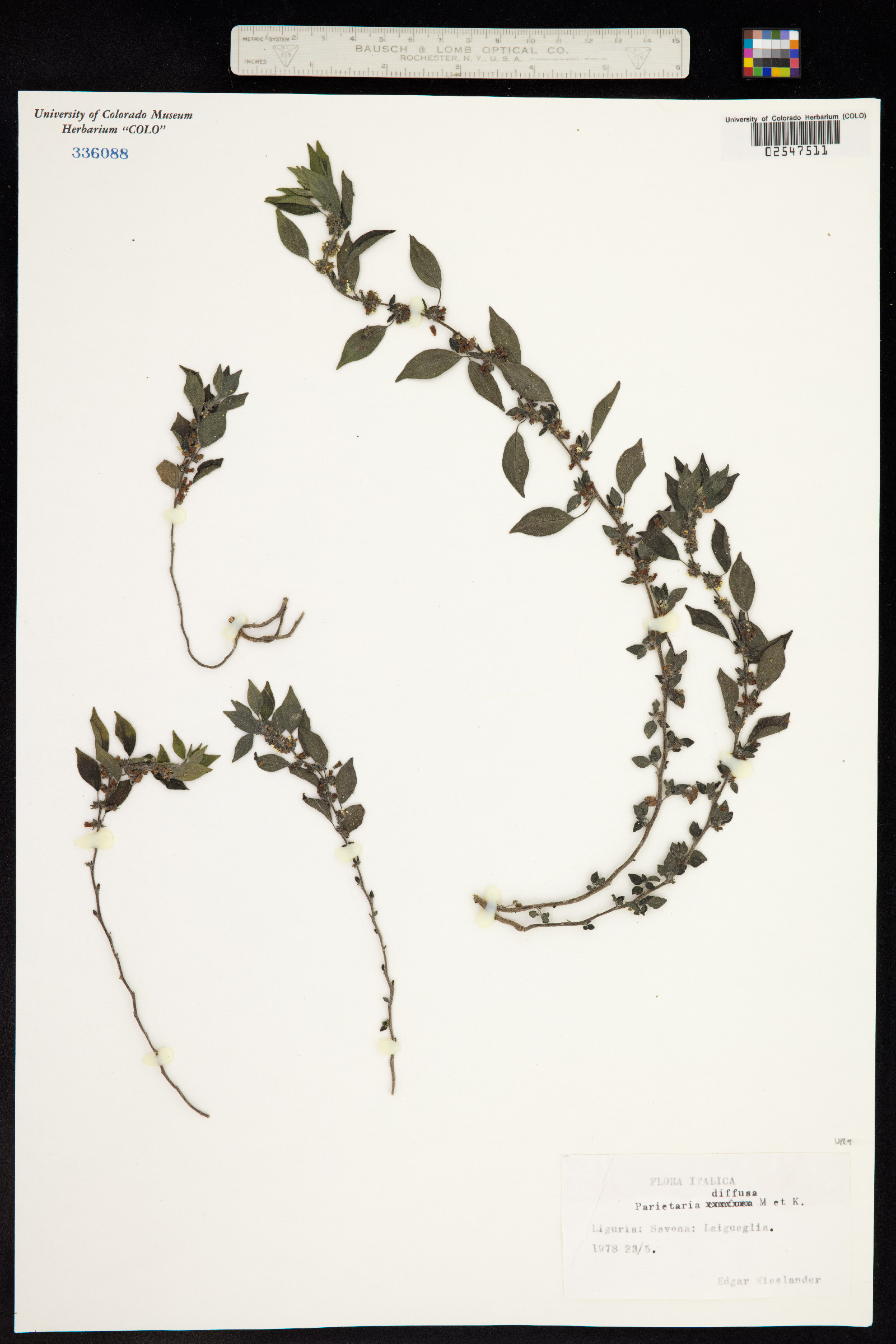 Parietaria judaica image