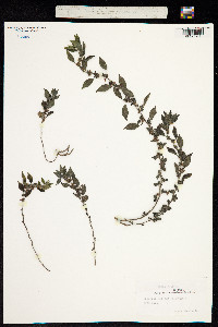 Image of Parietaria judaica
