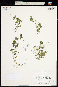 Parietaria micrantha image
