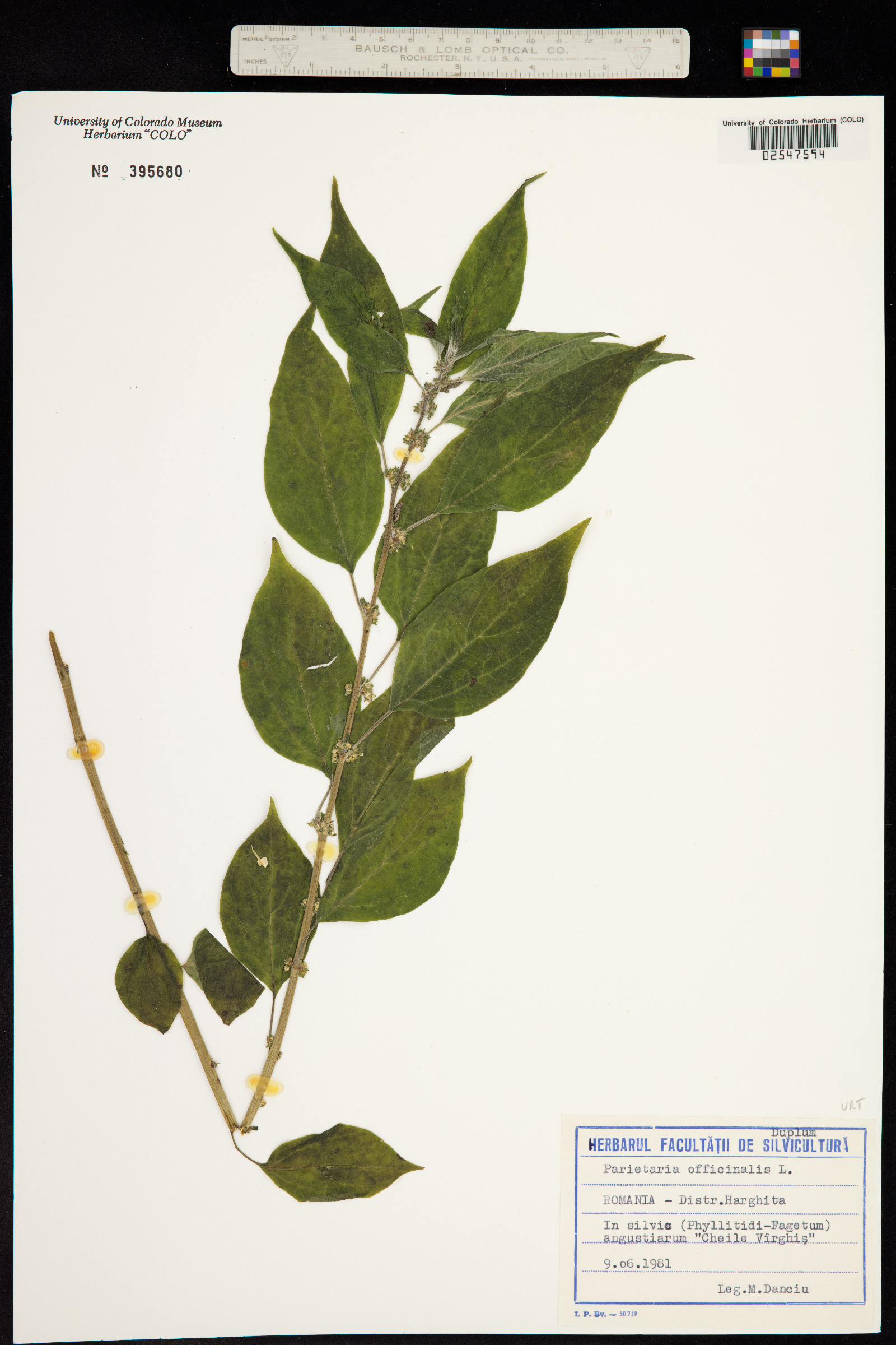 Parietaria officinalis image