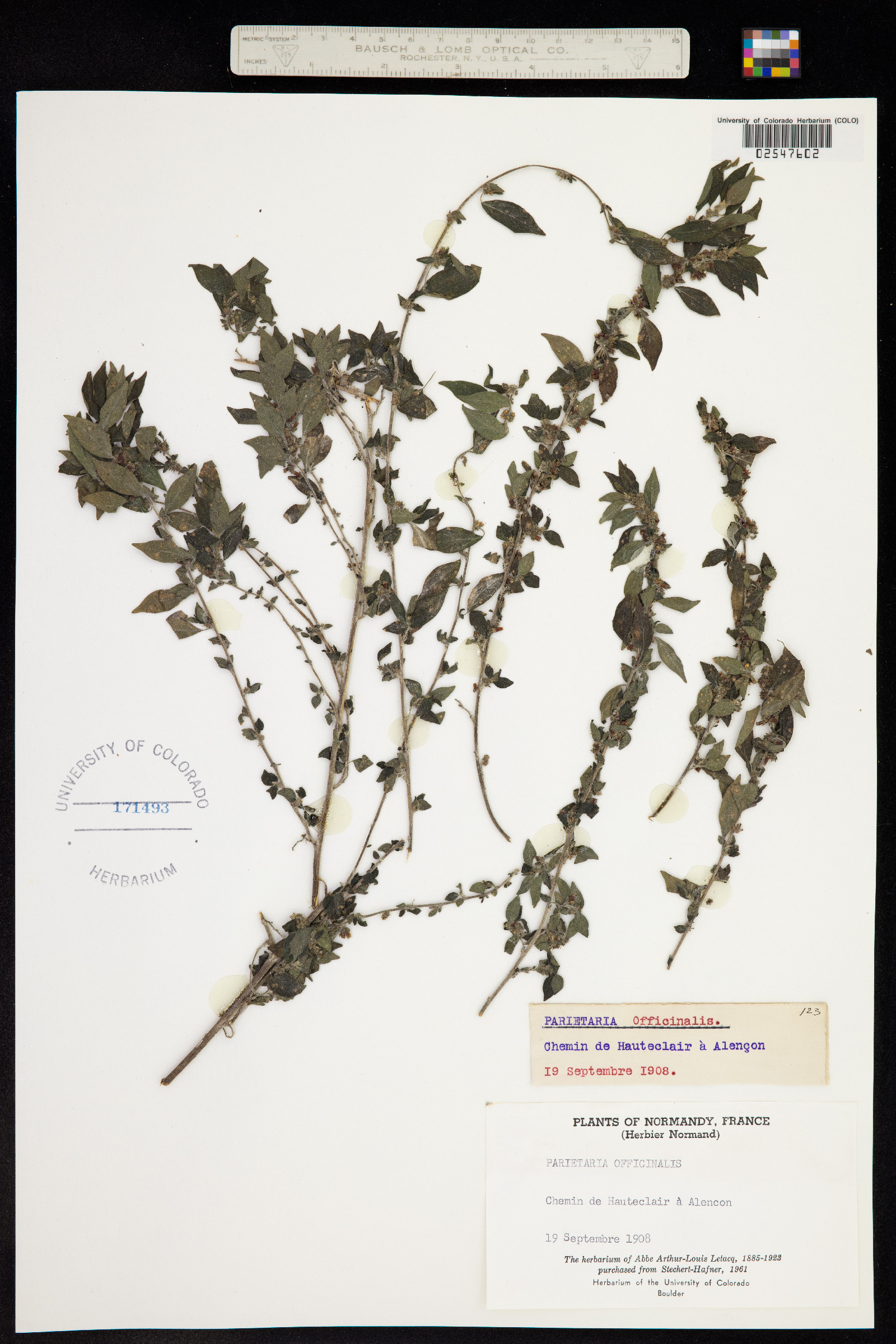 Parietaria officinalis image