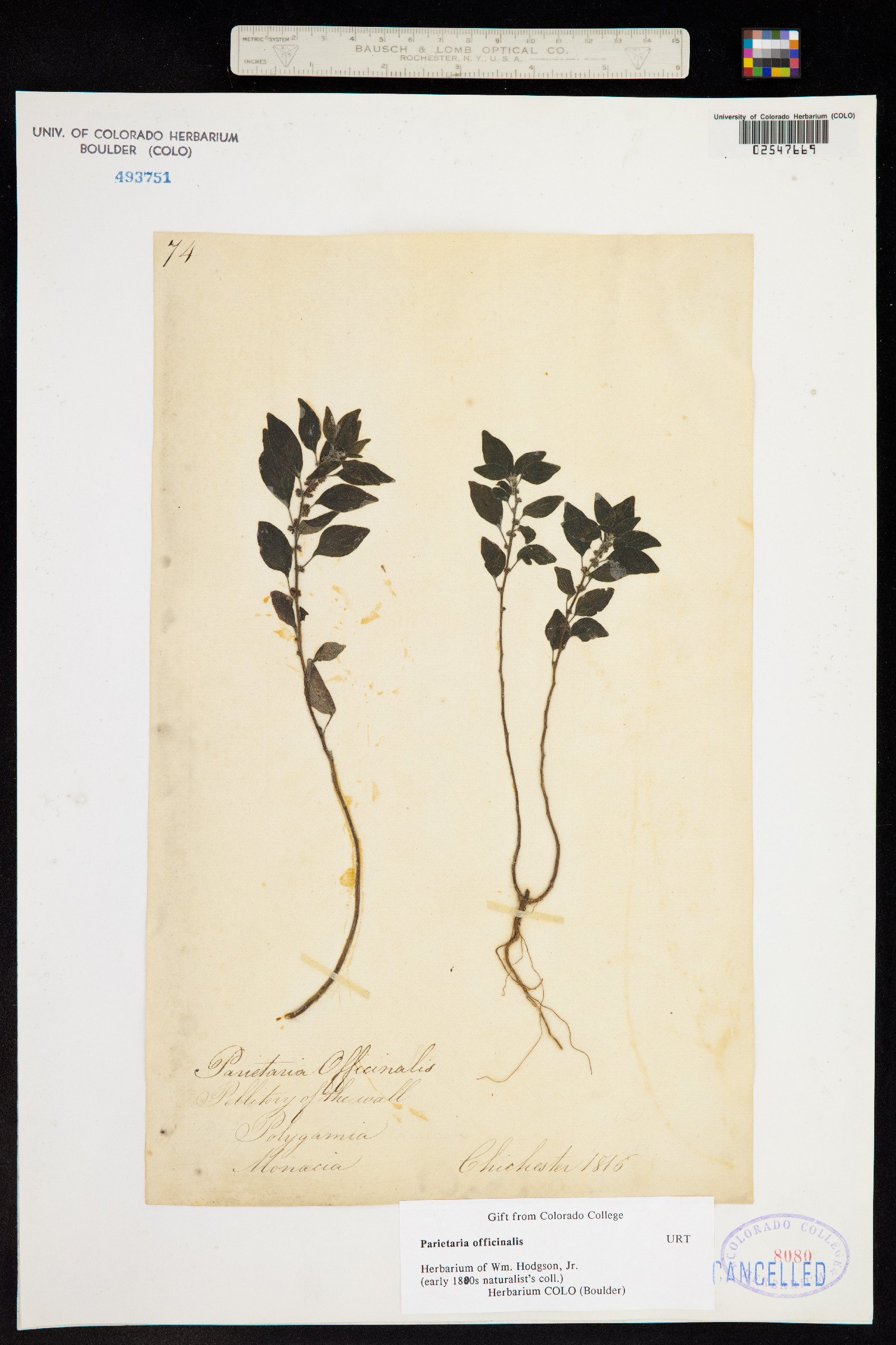 Parietaria officinalis image