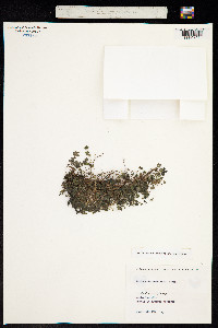 Soleirolia soleirolii image