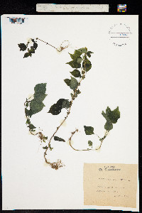 Image of Parietaria mauritanica