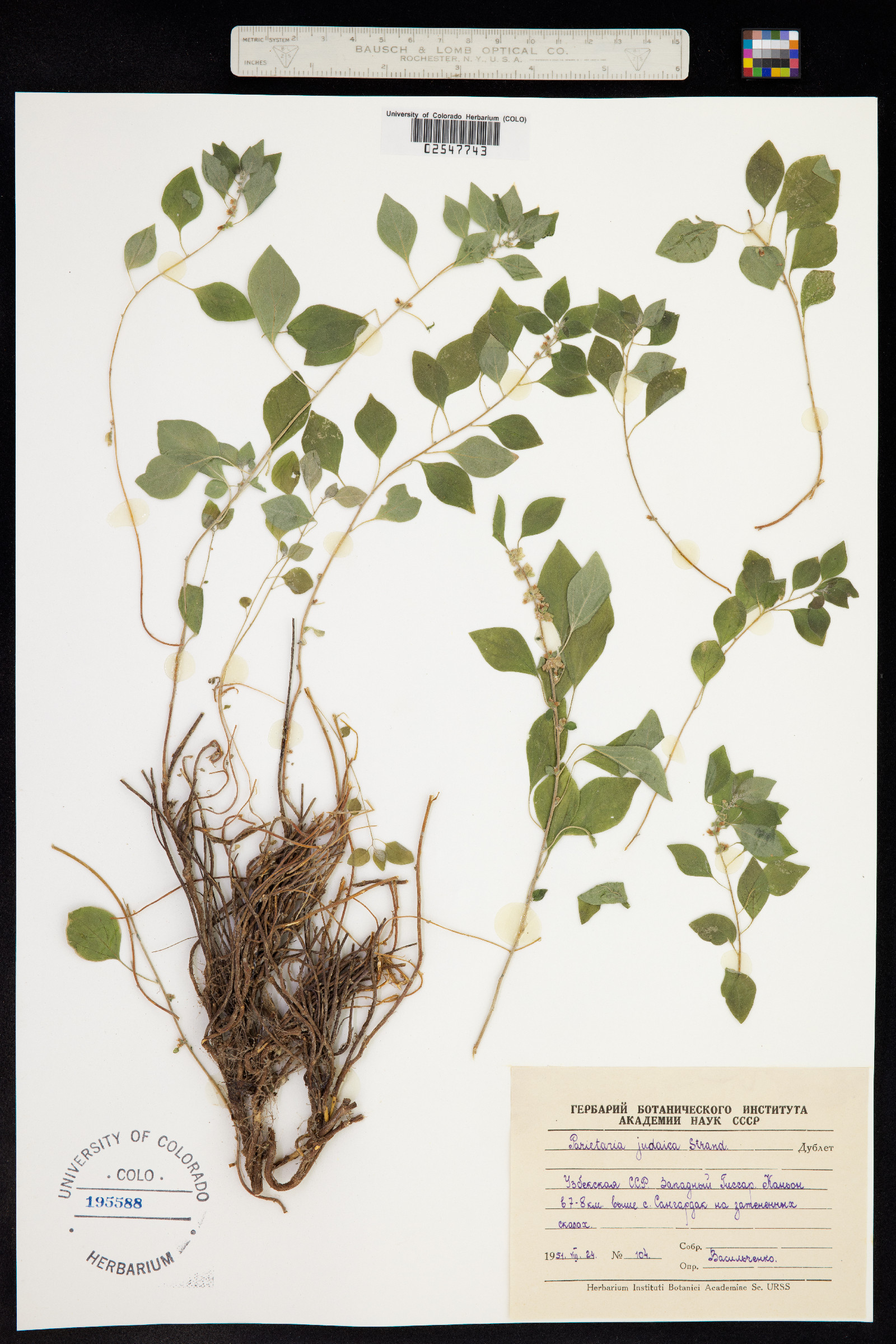 Parietaria judaica image