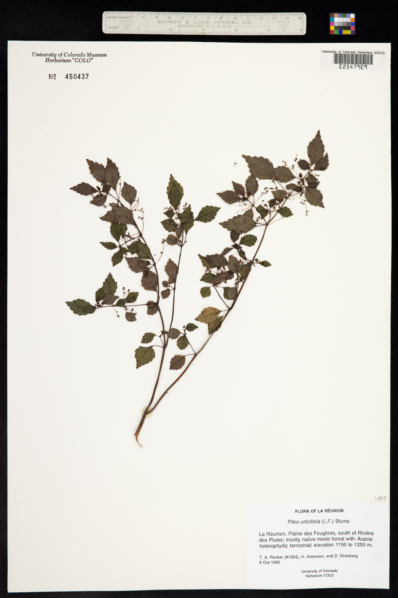 Pilea urticifolia image