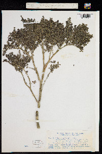 Pilea serpyllacea image