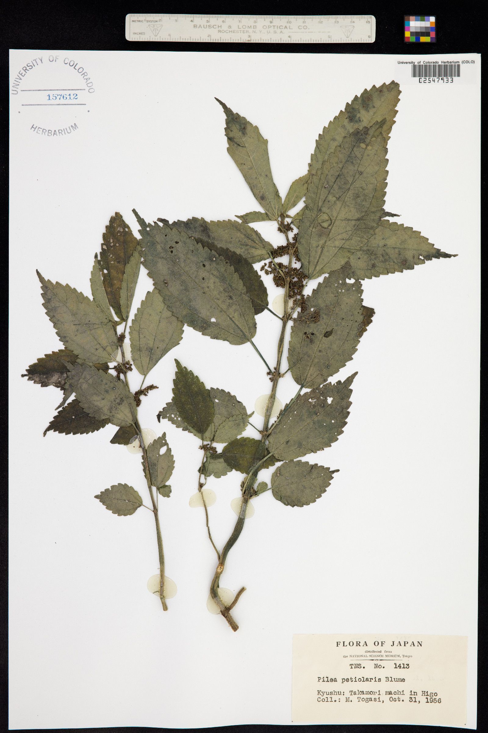 Pilea angulata subsp. petiolaris image