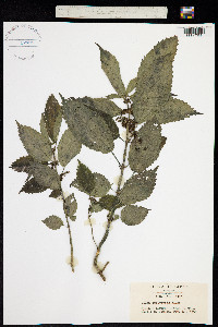 Pilea angulata image