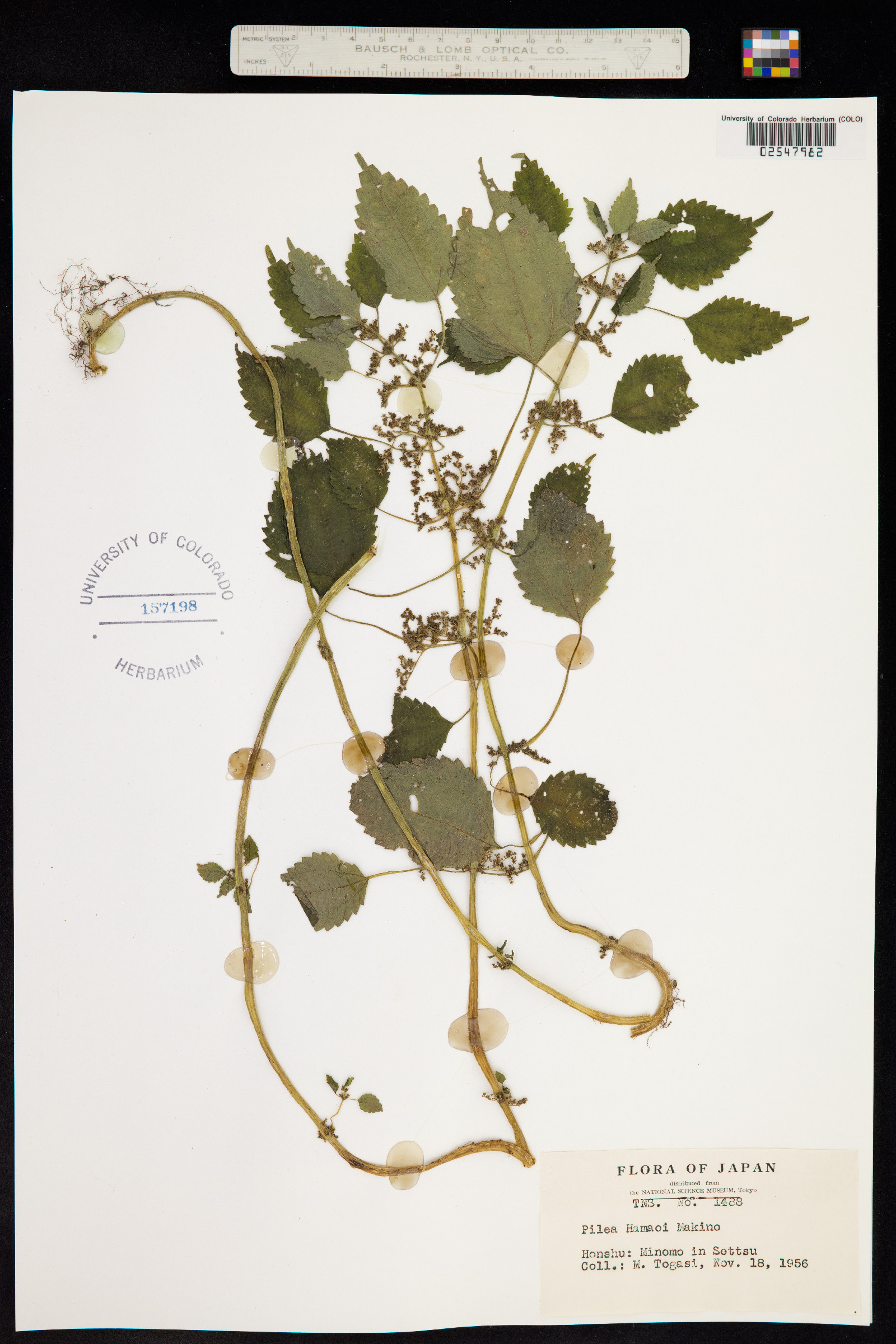Pilea pumila var. hamaoi image