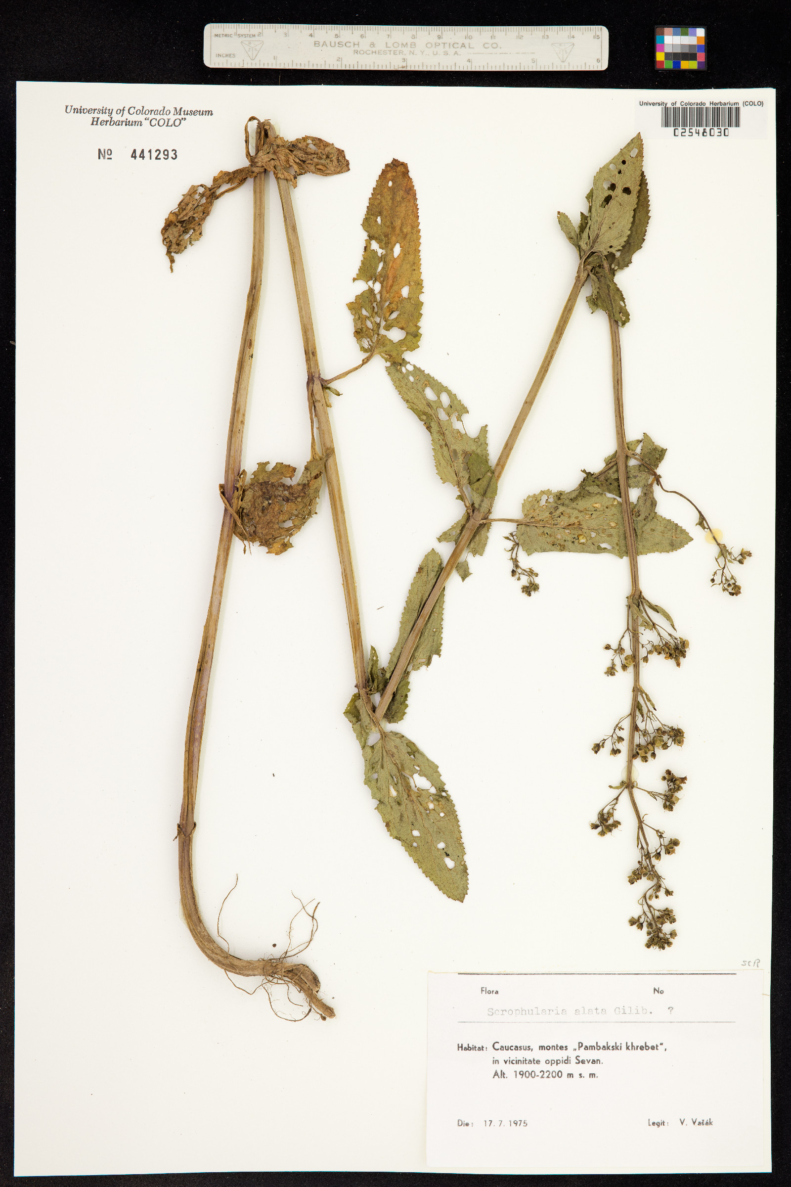 Scrophularia alata image