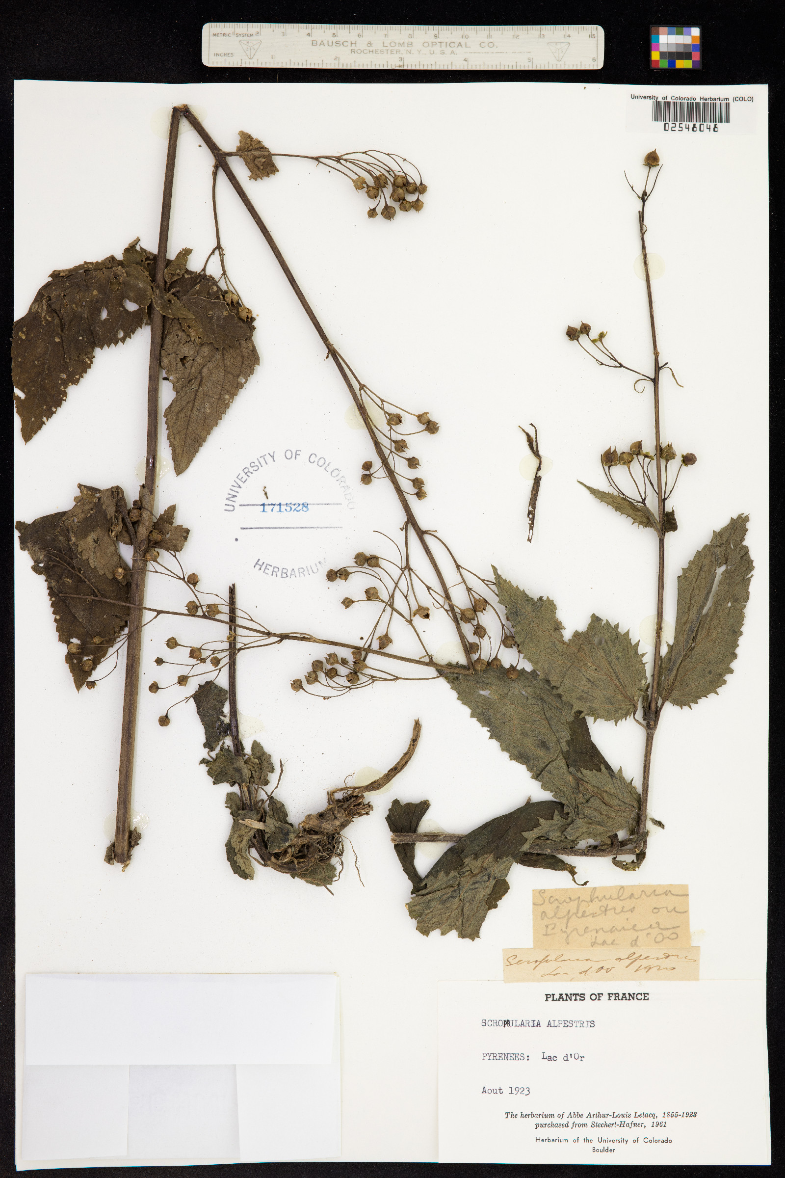 Scrophularia alpestris image