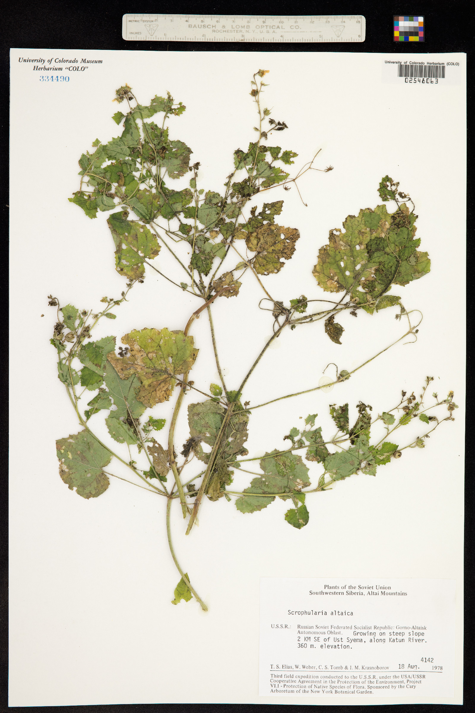 Scrophularia altaica image