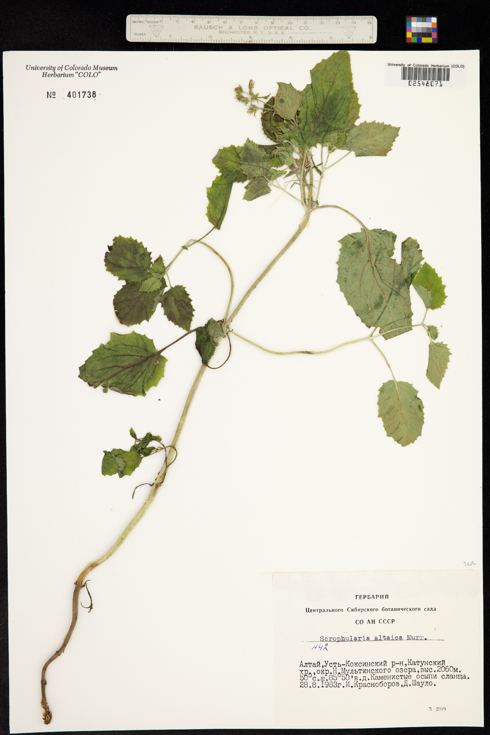 Scrophularia altaica image