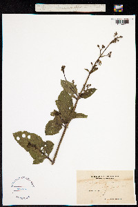 Scrophularia aquatica image
