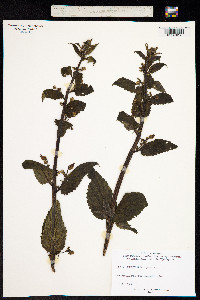 Scrophularia aquatica image
