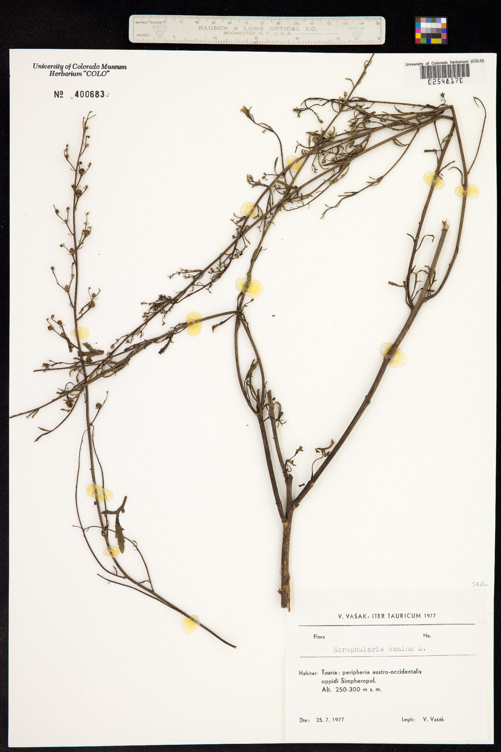 Scrophularia canina image