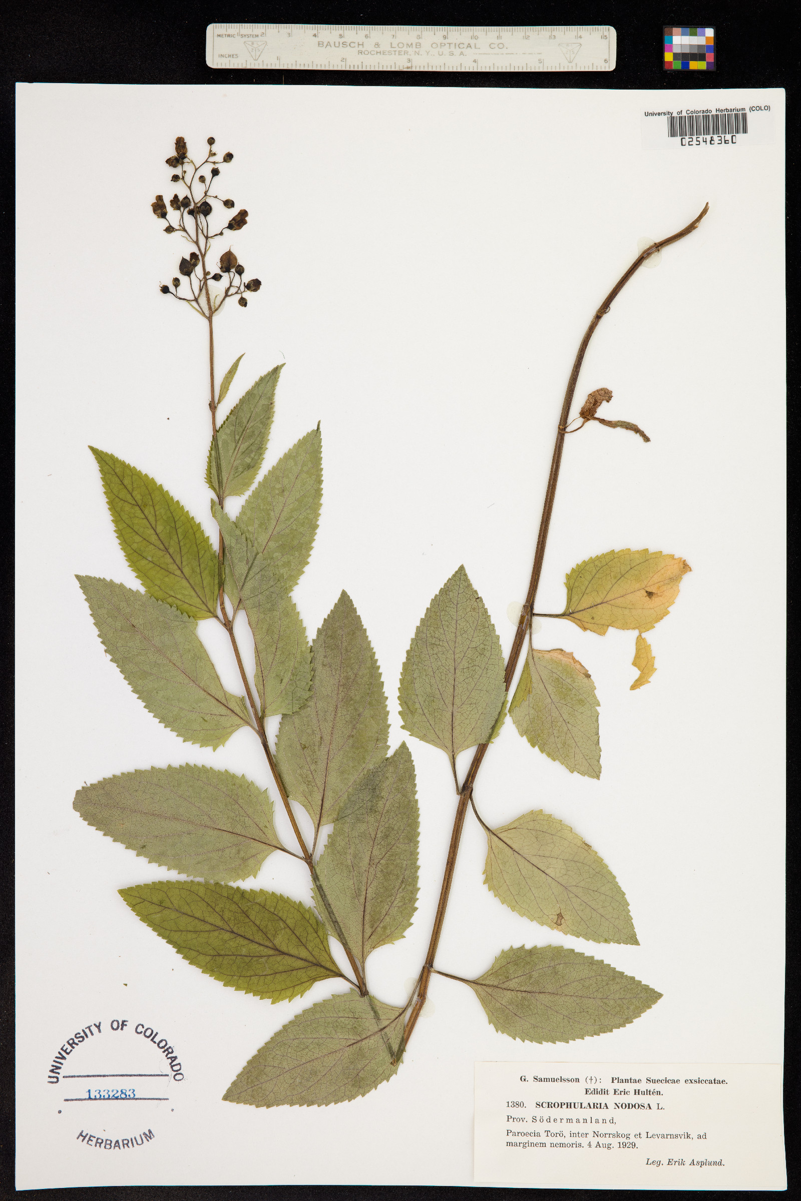 Scrophularia nodosa image