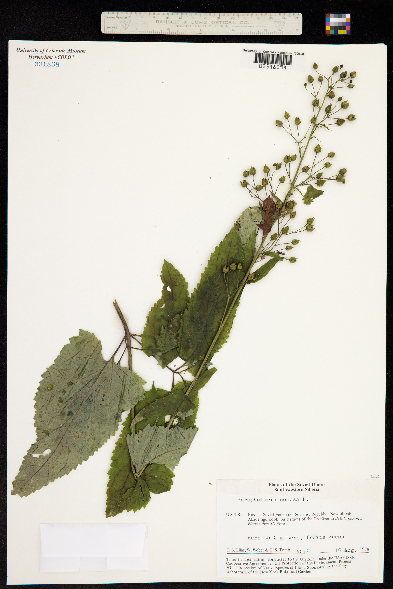 Scrophularia nodosa image