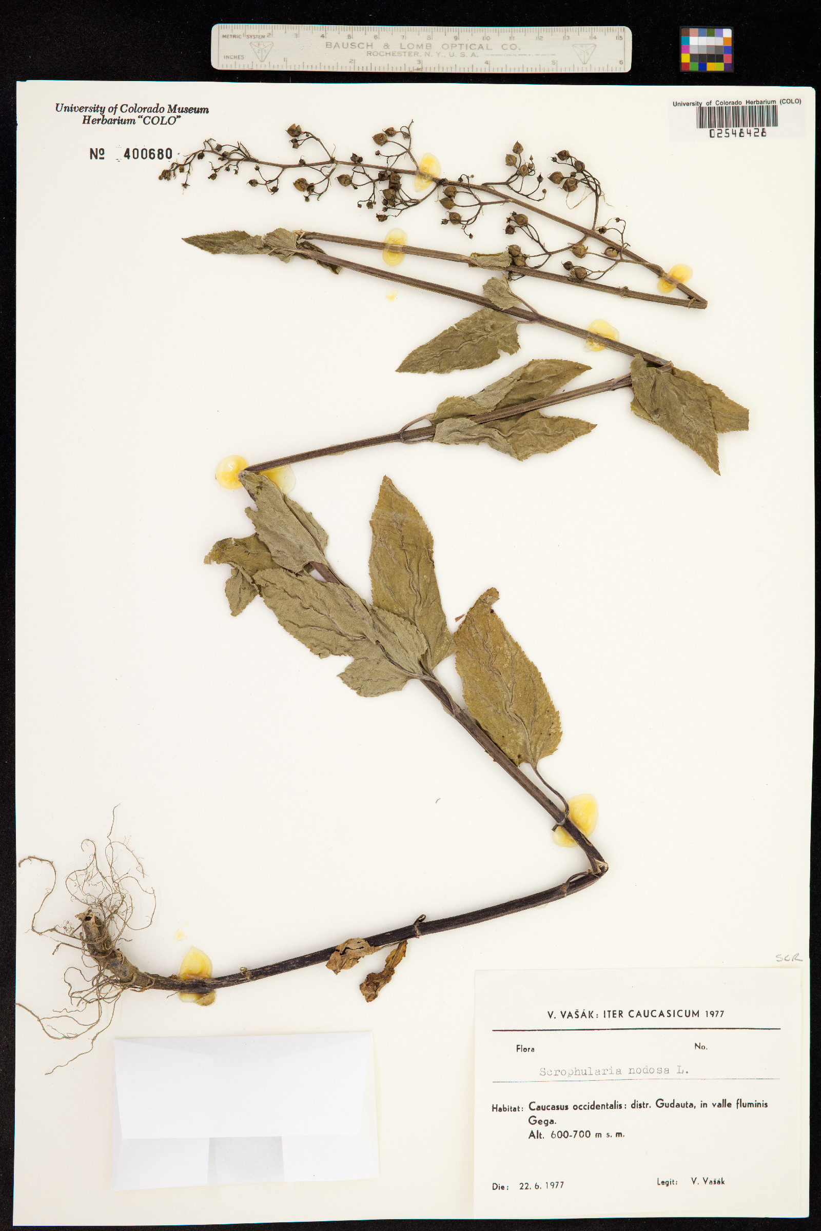 Scrophularia nodosa image