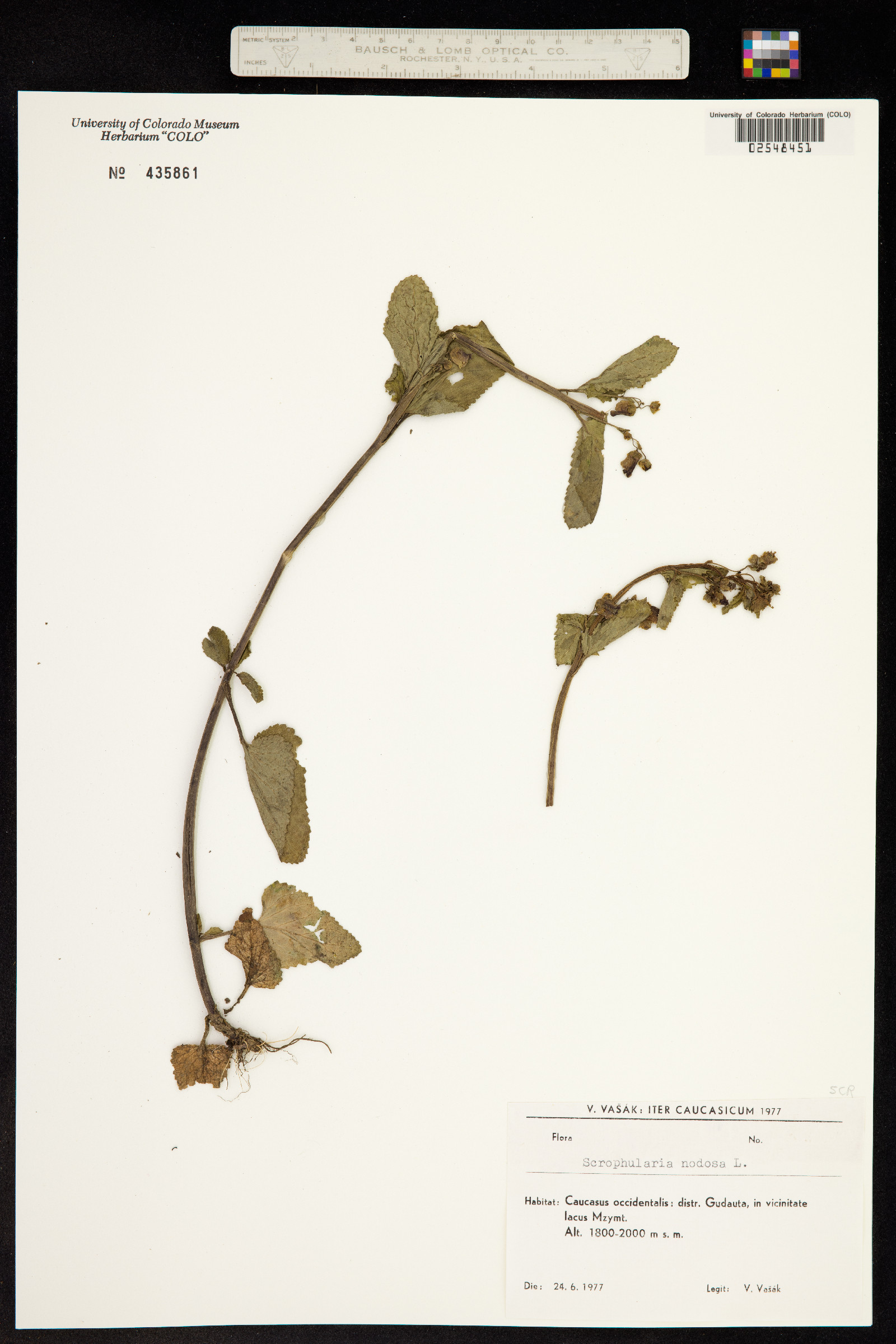 Scrophularia nodosa image