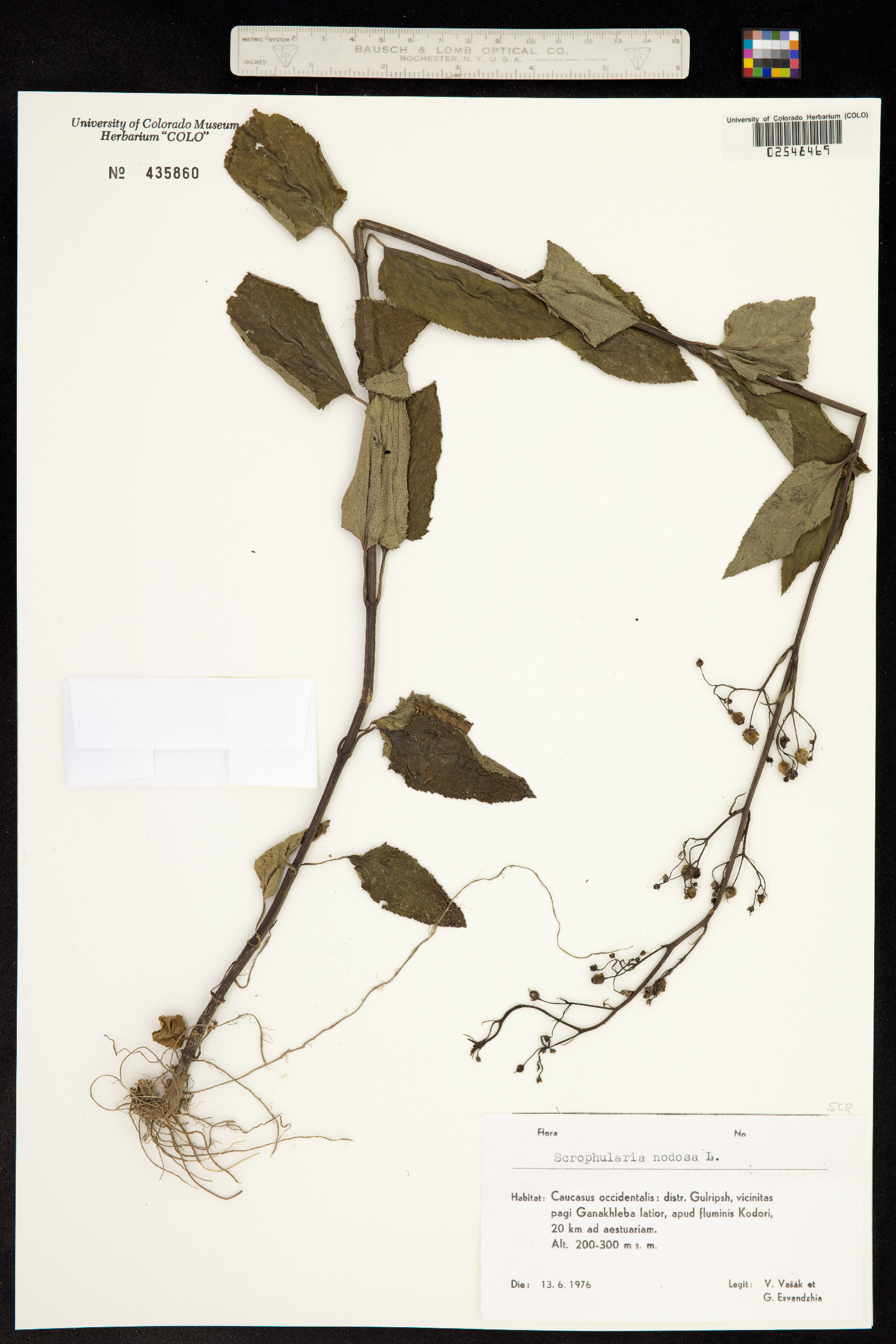 Scrophulariaceae image