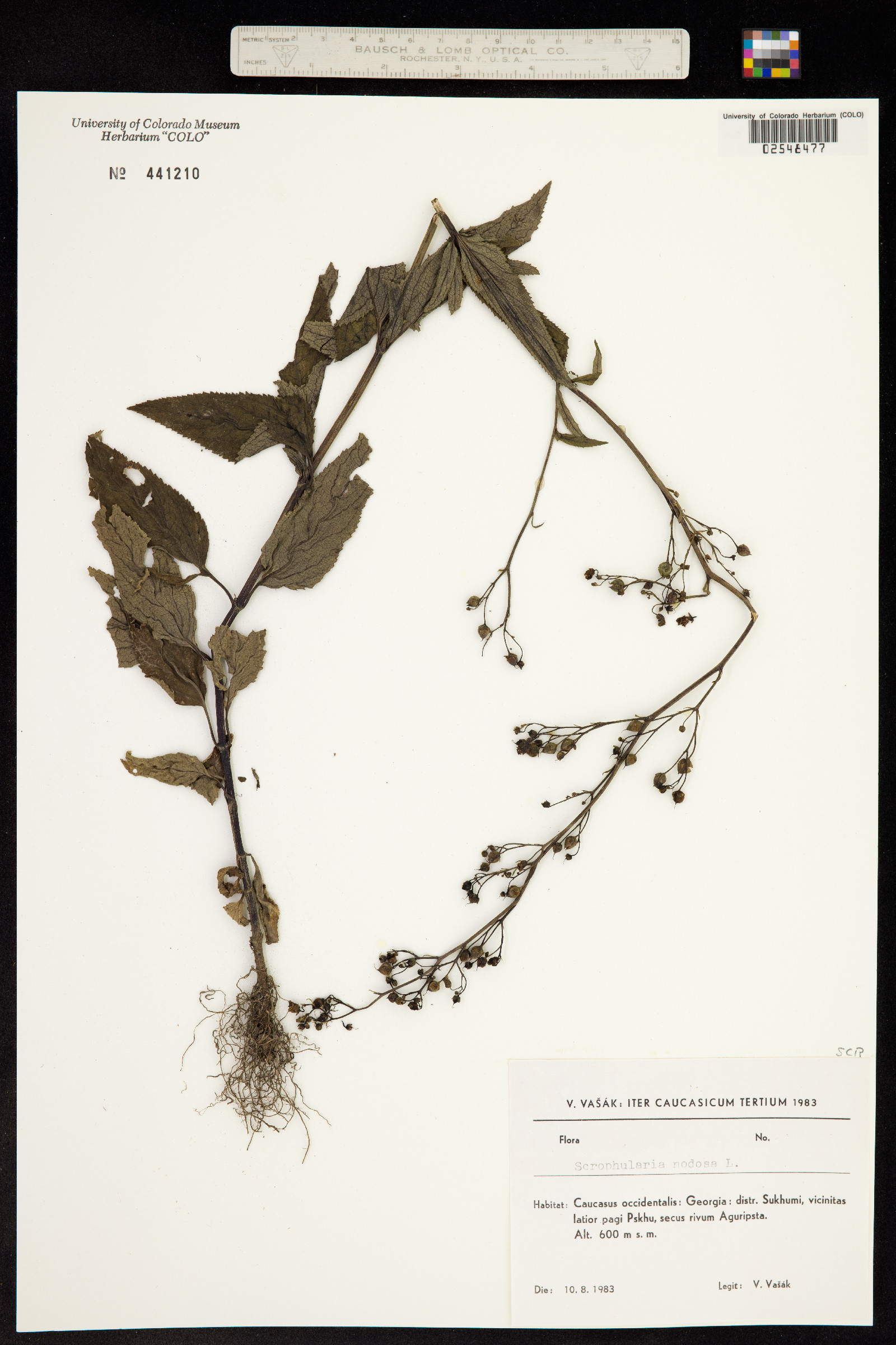 Scrophularia nodosa image