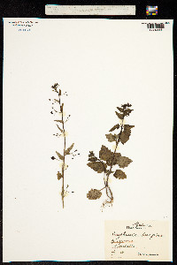 Image of Scrophularia peregrina